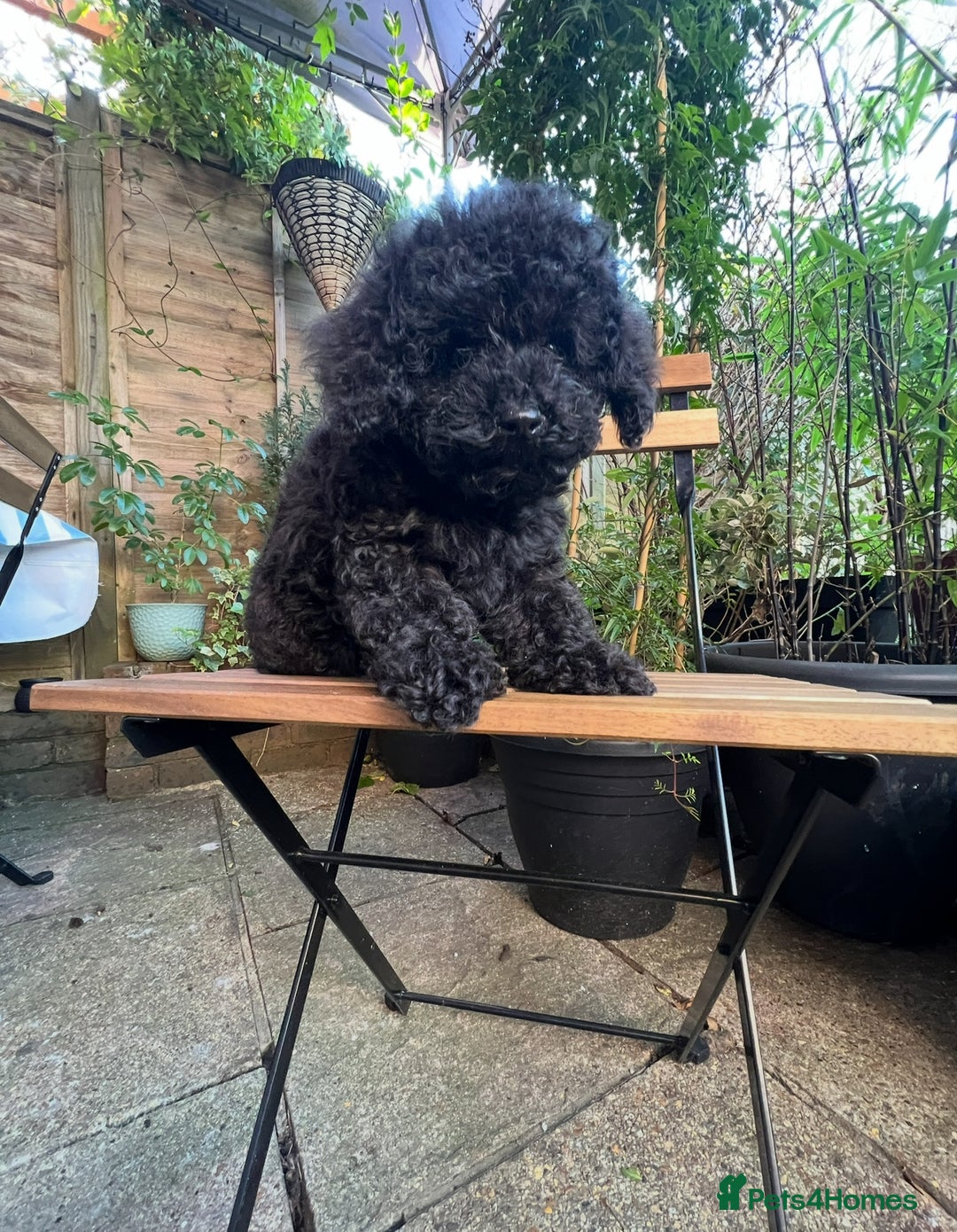 Toy Poodle dogs for sale: Toy Poodle (1 boy left to find their home) - Advert 7