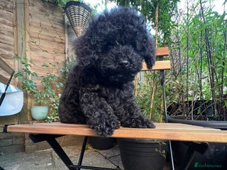 Toy Poodle dogs Toy Poodle (1 boy left to find their home) - Advert 3
