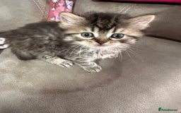 British Longhair cats for sale: British long hair x tabby - Image 4