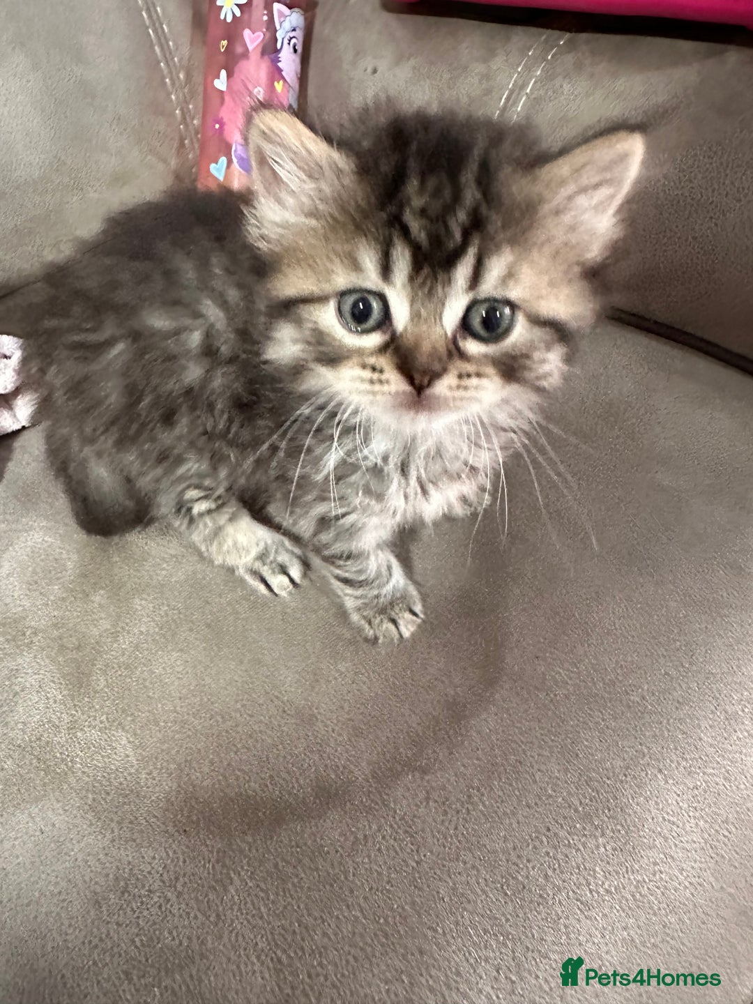 British Longhair cats for sale: British long hair x tabby - Image 4