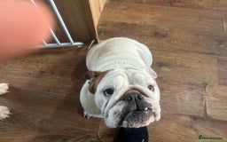 English Bulldog dogs for sale: Brother and sister for sale £2500 for both  - Advert 15