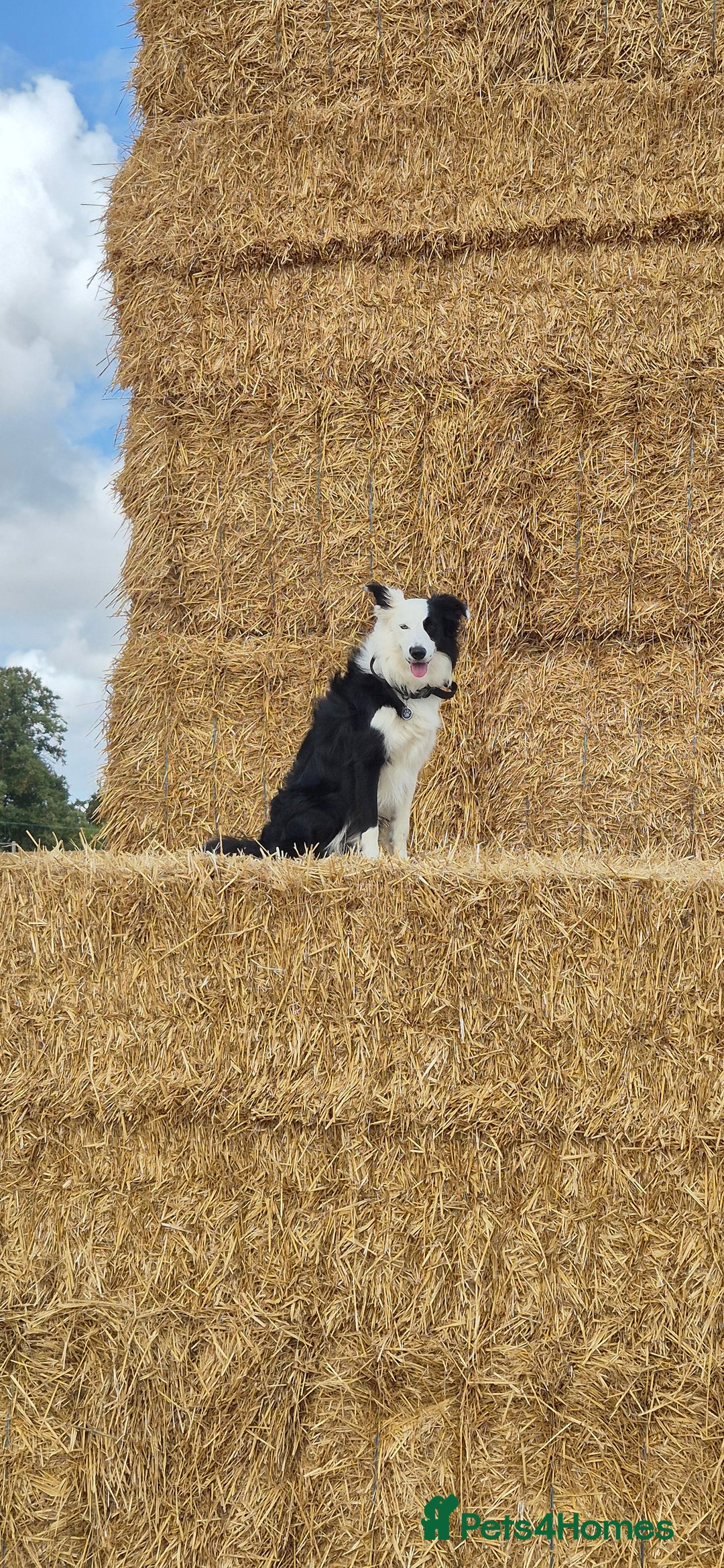 Border Collie dogs for sale: Border Collie 'Bandit' looking for a good home - Advert 9