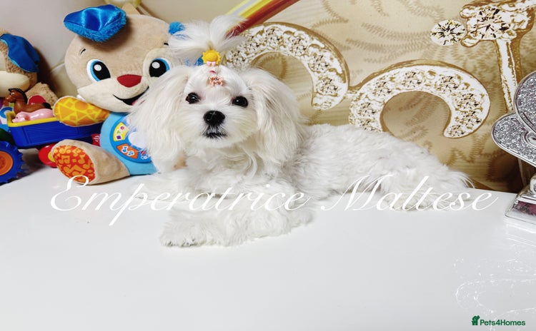 Maltese dogs - Advert 1