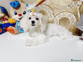Maltese dogs Maltese Boy KC registered! 7month old! - Advert 6