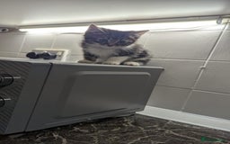 European cats for sale: Female kittens  - Image 2