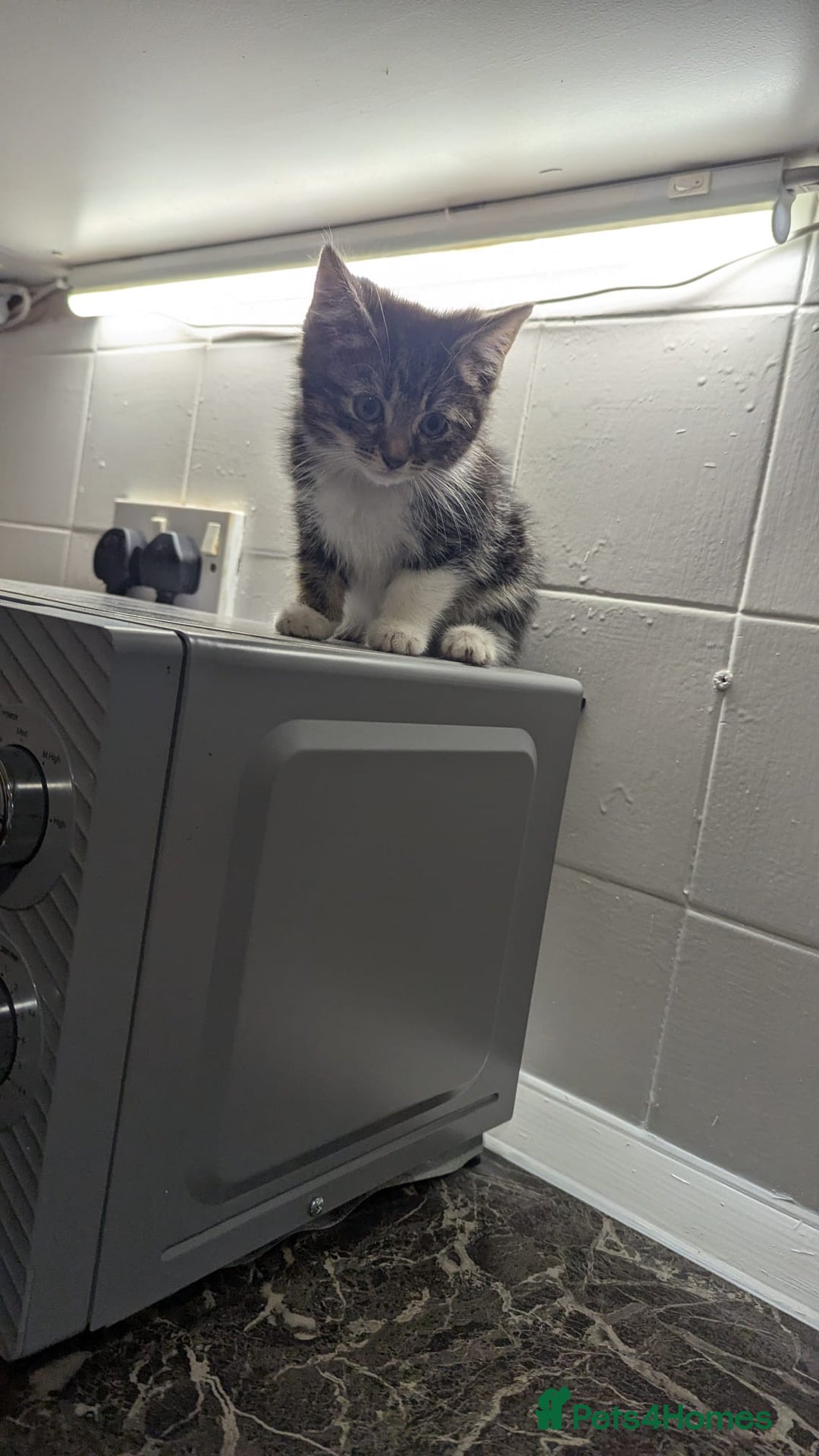 European cats for sale: Female kittens  - Image 2