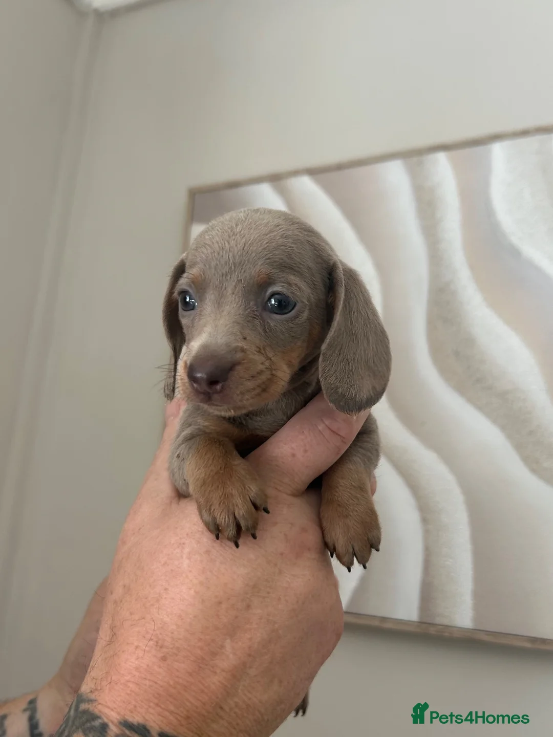 Miniature Dachshund dogs for sale: MINIATURE DACHSHUND PUPPIES FOR SALE - Advert 2
