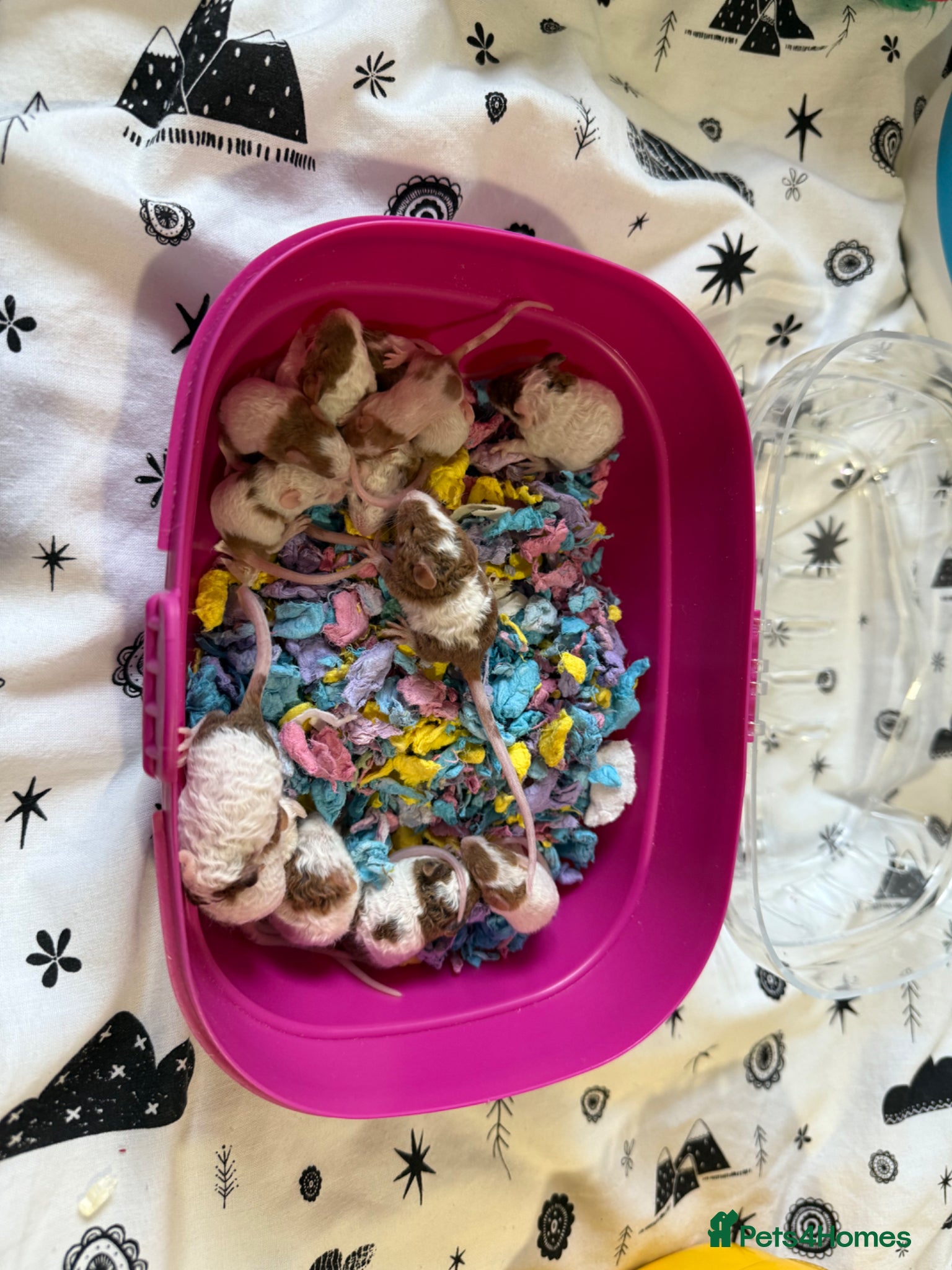 Mouse rodents Female Baby Fancy Alice For Adoption!  - Advert 1