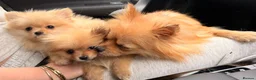 Pomeranian dogs for sale: 2 beautiful Pomeranian puppies - Advert 23