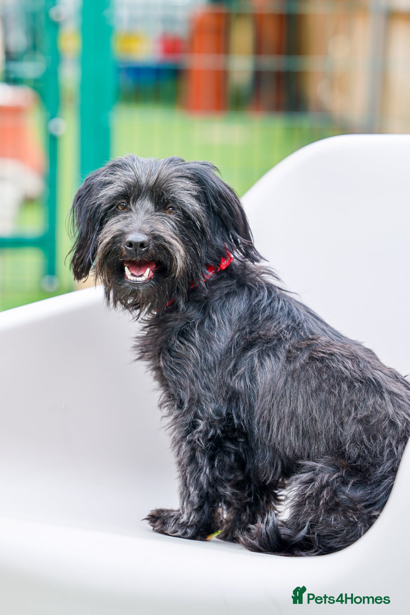 Mixed Breed dogs Heavenly Heidi - Advert 1