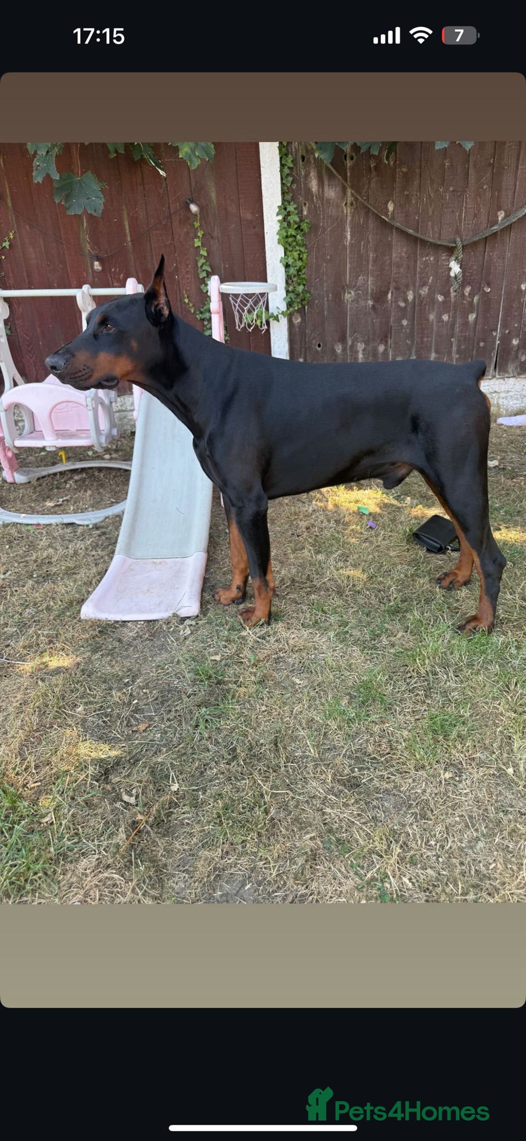 Mixed Breed dogs for sale: Doberman x staffy - Advert 3