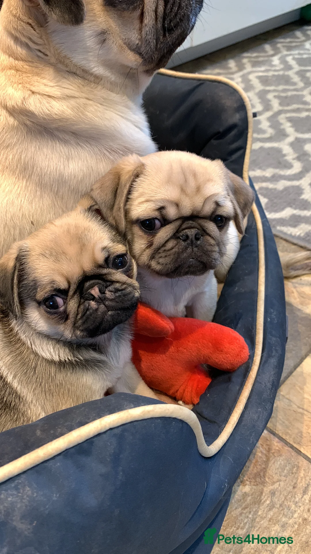 Pug dogs for sale: Beautiful male pug puppy  - Advert 4