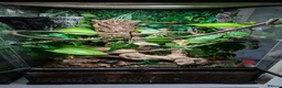 Gecko reptiles for sale: Male Crested Gecko & full set up in Oldham - Advert 7