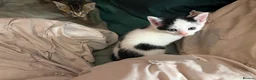 Mixed Breed cats for sale: Kittens ready to go - Advert 4