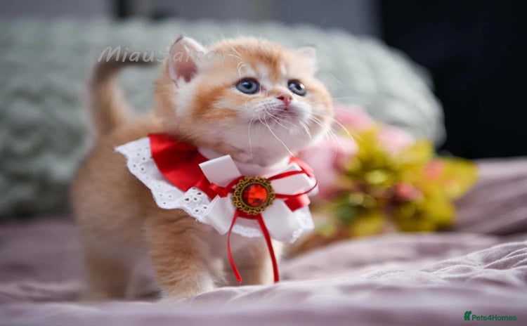 British Shorthair cats - Advert 3
