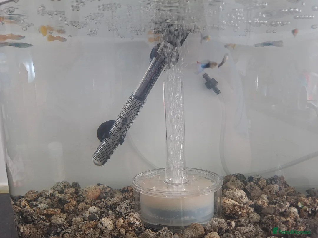 Other/Mixed Breed fish for sale: Fish tank with rocks filter and male guppies  - Advert 2