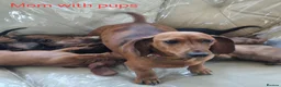 Miniature Dachshund dogs for sale: 🐕🐕6 adorable miniature dashund puppies 🐕🐕 - Advert 14