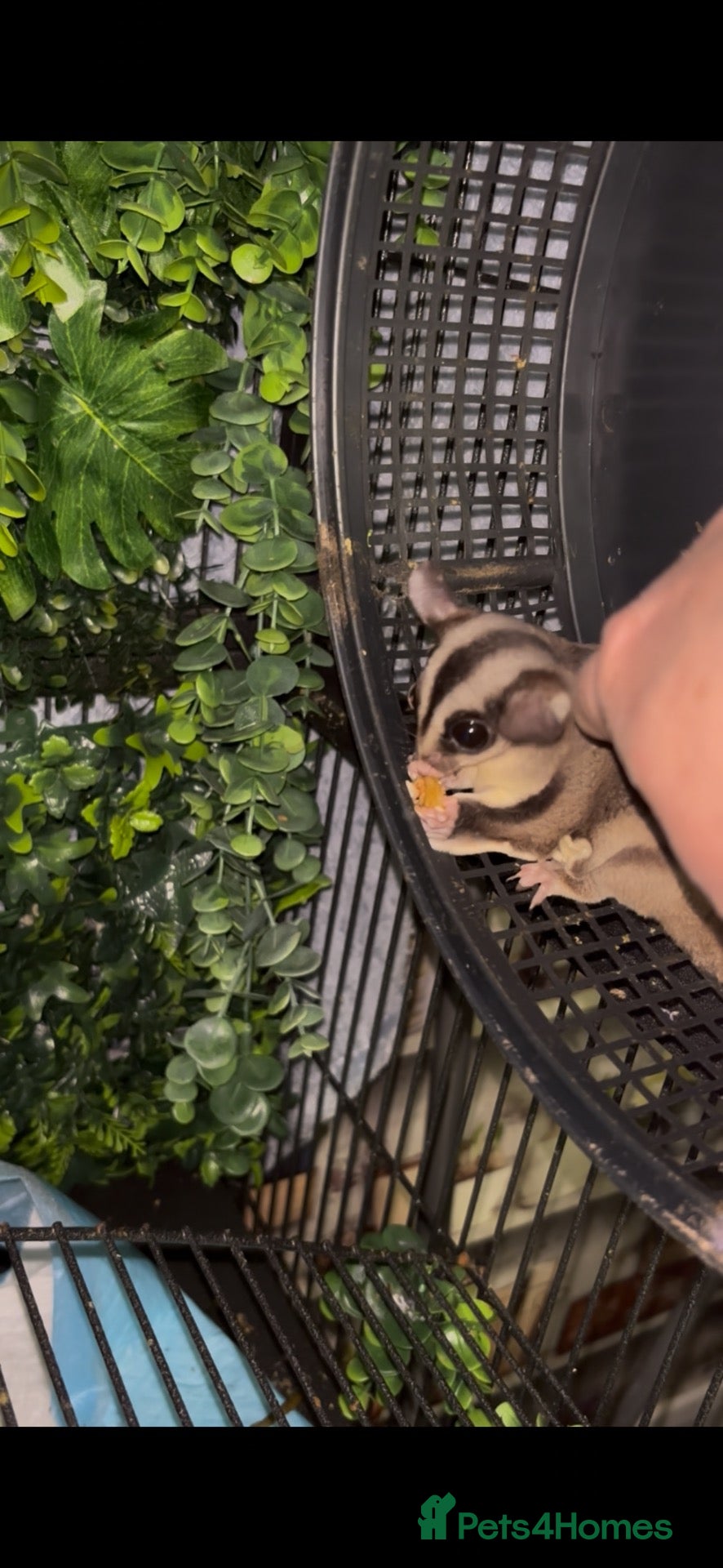 Sugar Glider rodents Sugar gliders  - Advert 10