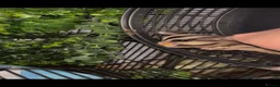 Sugar Glider rodents for sale: Sugar gliders  in Rugby - Advert 1