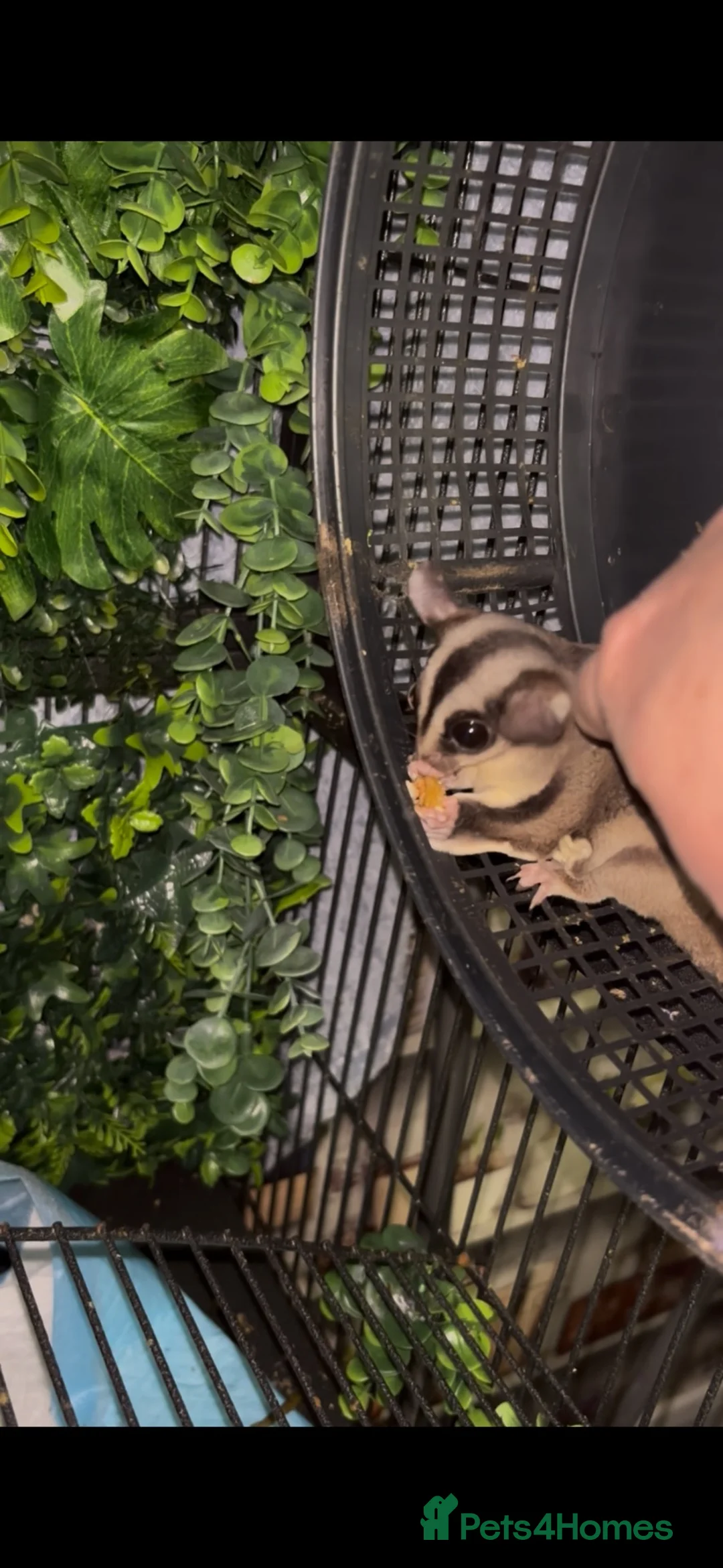 Sugar Glider rodents for sale: Sugar gliders  in Rugby - Advert 1
