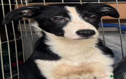 Border Collie dogs for sale: 7 Gorgeous Border Collie Pups - Image 4
