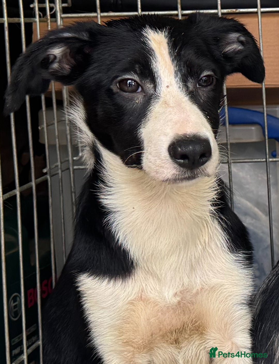 Border Collie dogs for sale: 7 Gorgeous Border Collie Pups - Image 4