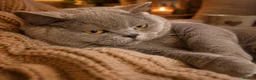 British Shorthair cats for sale: British Shorthair Pedigree Kittens in Glasgow - Advert 7