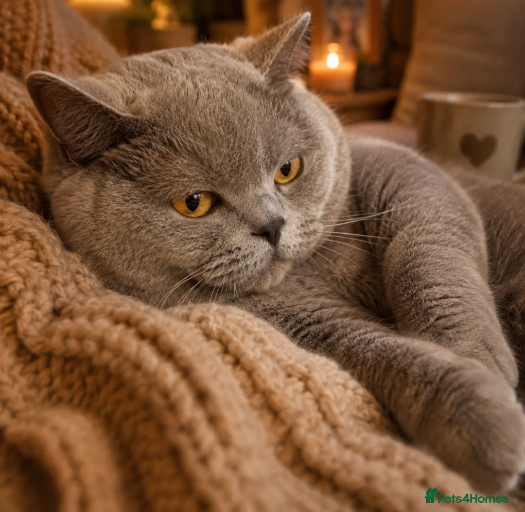 British Shorthair cats for sale: British Shorthair Pedigree Kittens - Advert 9