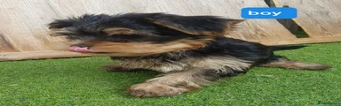Yorkshire Terrier 2