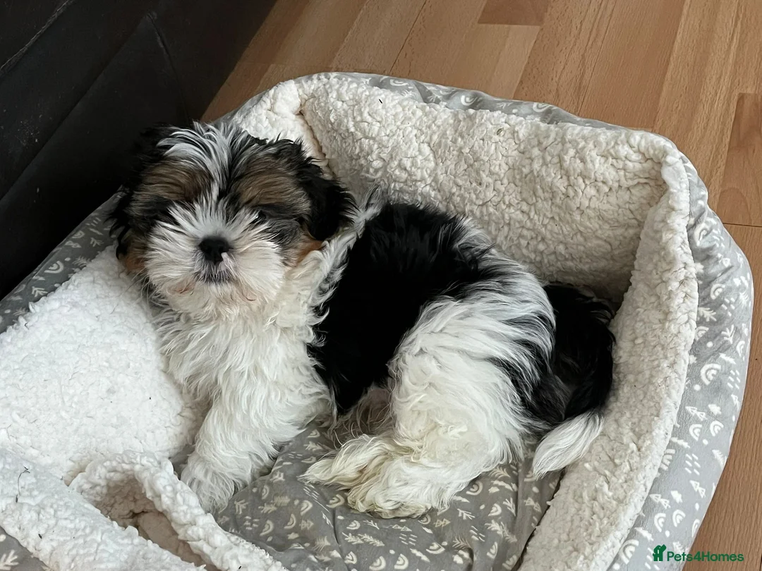 Shih Tzu dogs for sale: Bertie  - Advert 6