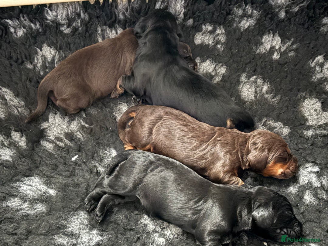 Cocker Spaniel dogs for sale: 3 Adorable kc reg cocker spaniel puppies  - Image 2