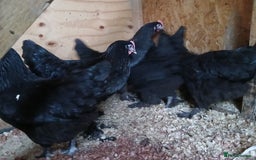 Chickens poultry for sale: French Copper Marans - Image 2