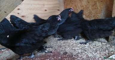 Chickens poultry - Advert 15