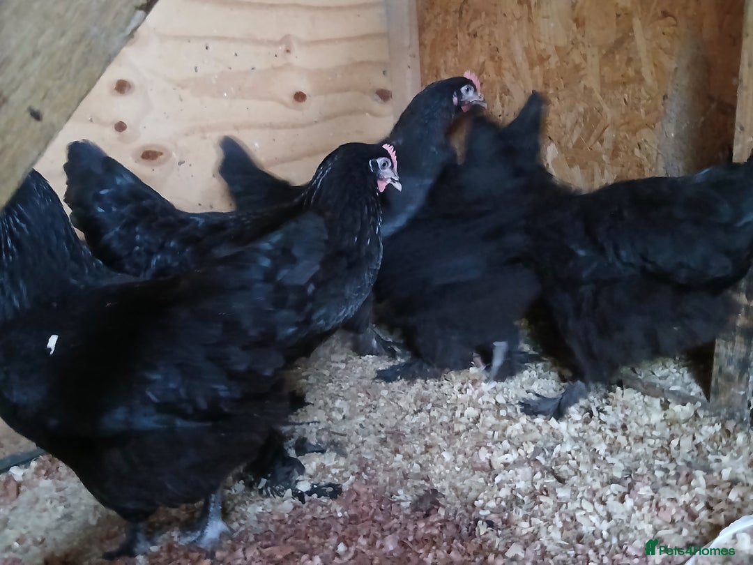 Chickens poultry for sale: French Copper Marans - Image 2