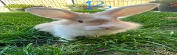 Lionhead rabbits for sale: Lionhead rabbits for sale  - Advert 4