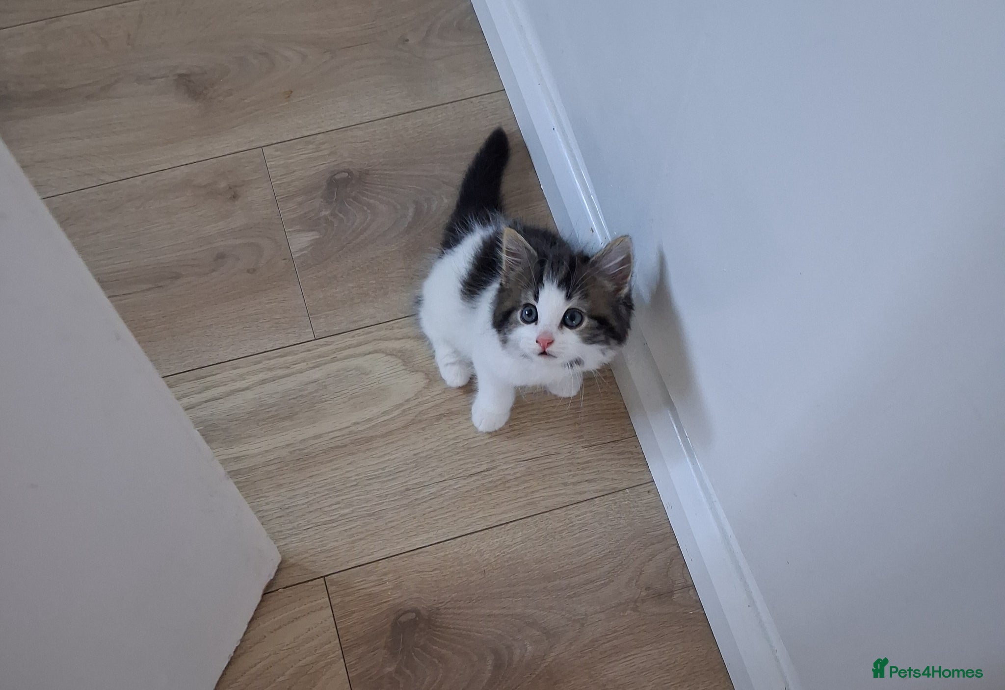 British Shorthair cats British Shorthair kittens - Advert 6