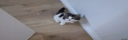 British Shorthair cats for sale: British Shorthair kittens - Advert 1