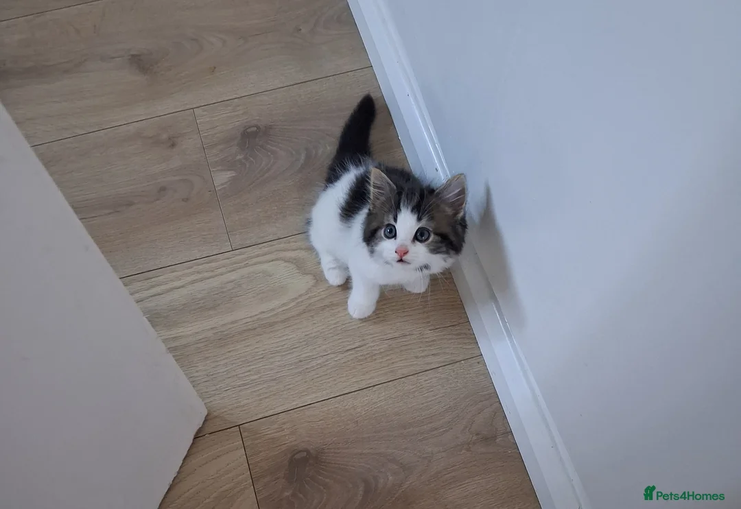 British Shorthair cats for sale: British Shorthair kittens - Advert 1