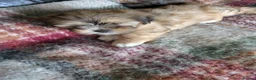 Lhasa Apso dogs for sale: Lhasa Apso puppies in Kent - Advert 27