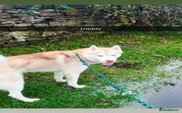 Siberian Husky dogs for sale: Beautiful husky puppies for sale   - Image 5