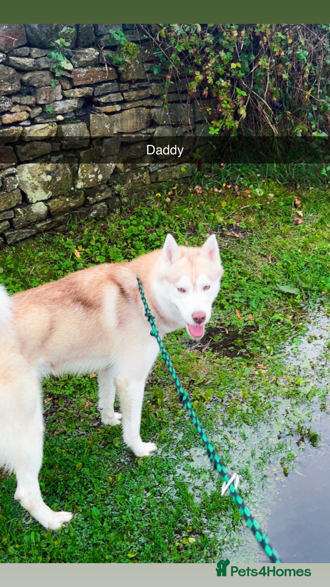 Siberian Husky dogs for sale: Beautiful husky puppies for sale   - Image 5