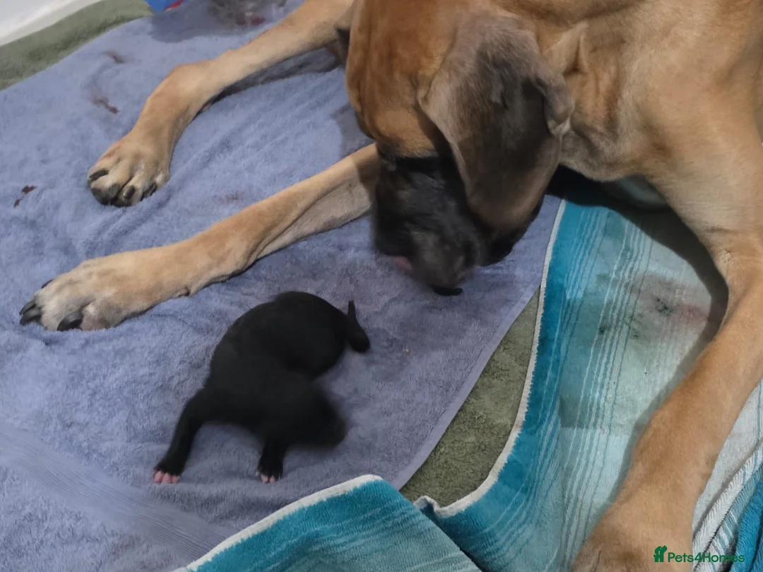 Great Dane dogs for sale: 9 Pure Bred Dane Pups  - Advert 3