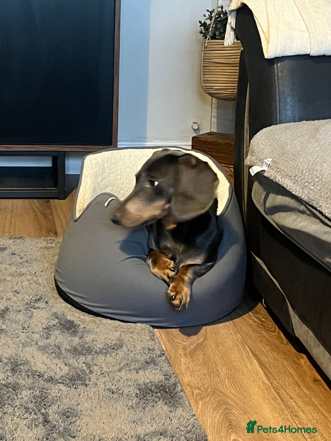 Dachshund dogs for sale: Male dachshund for sale  - Image 2