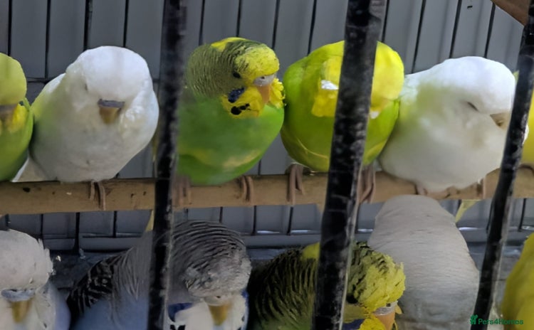 Budgerigars birds - Advert 2