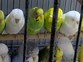 Budgerigars birds - Advert 2