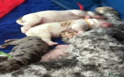 Cavapoo dogs for sale: Extensively health tested stunning cavapoo’s - Image 7