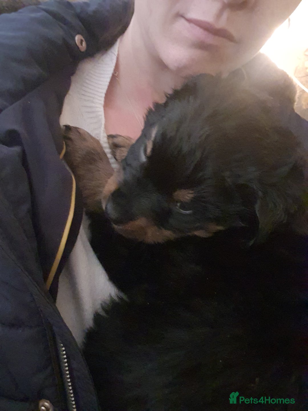 Rottweiler dogs for sale: Fluffwiler  rottweiler puppies - Advert 5