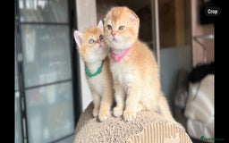 Scottish Fold cats for sale: TICA-Registered Scottish Straight/Fold Kittens  - Image 2