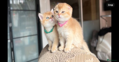 Scottish Fold cats - Advert 13