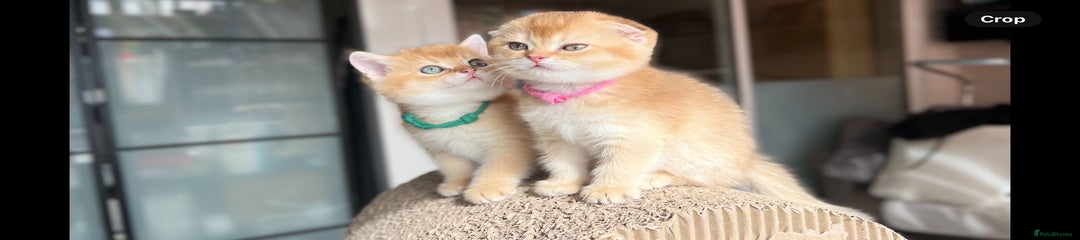 Scottish Fold Girl Kitten 